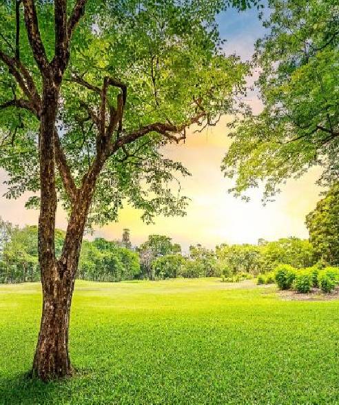 A tree in the middle of a field with grass.